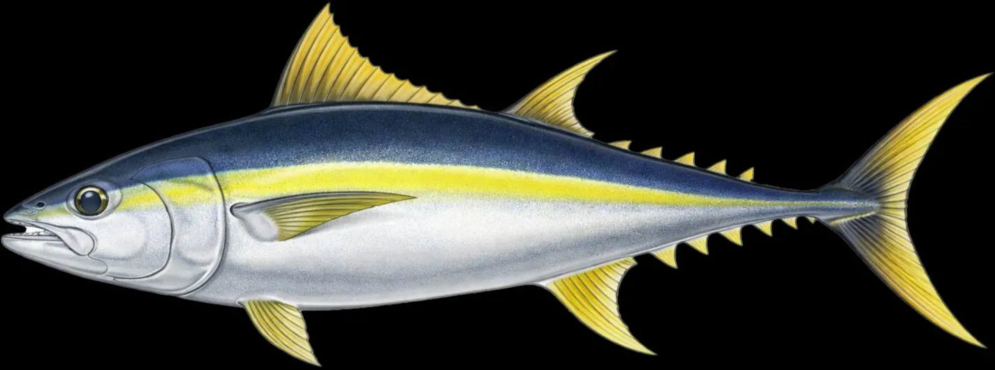 Atún aleta amarilla: piel y coloración
