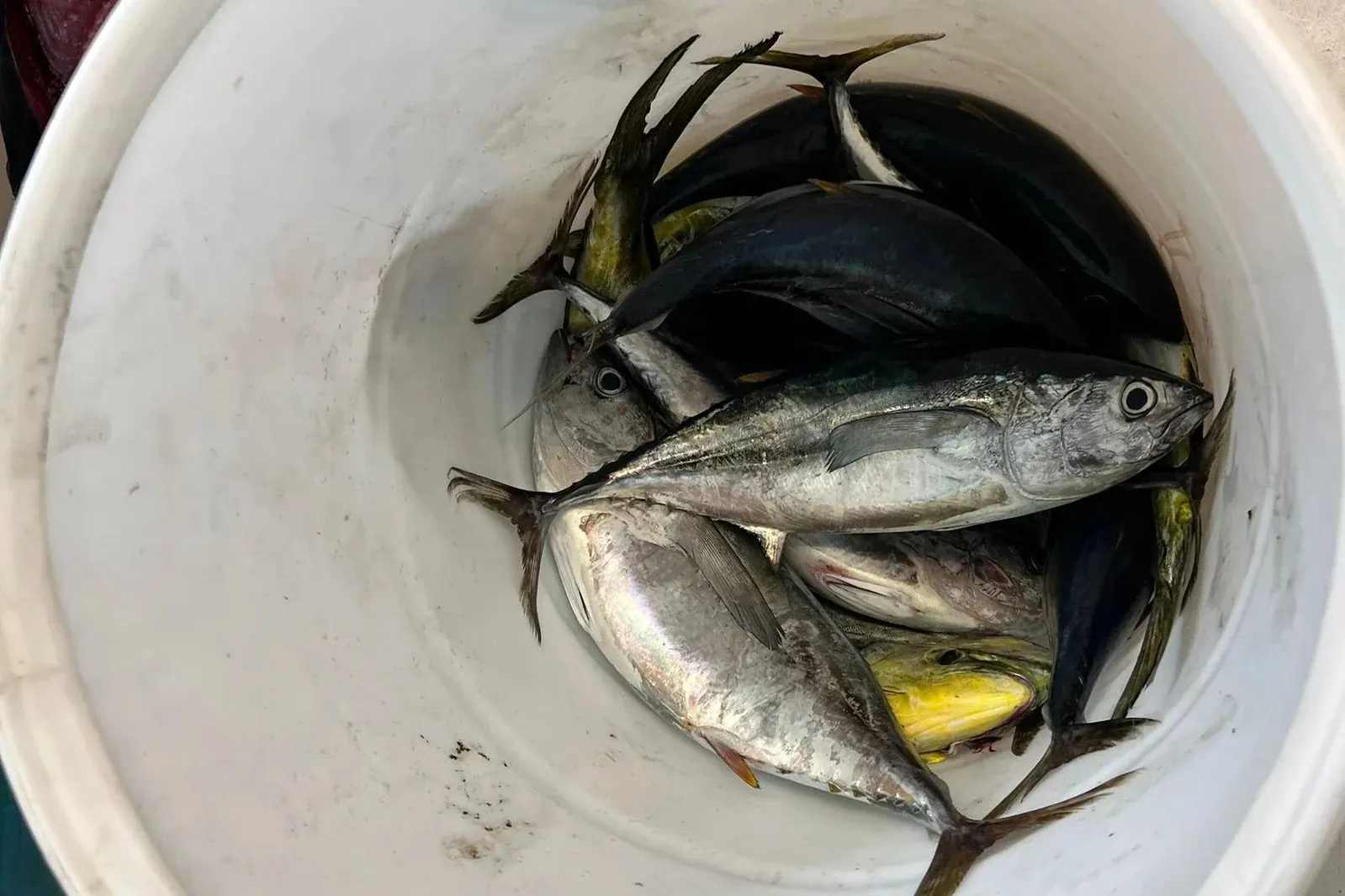 A bucket of tuna, May 2025