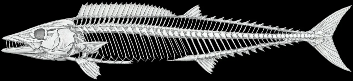 Wahoo (peto): esqueleto