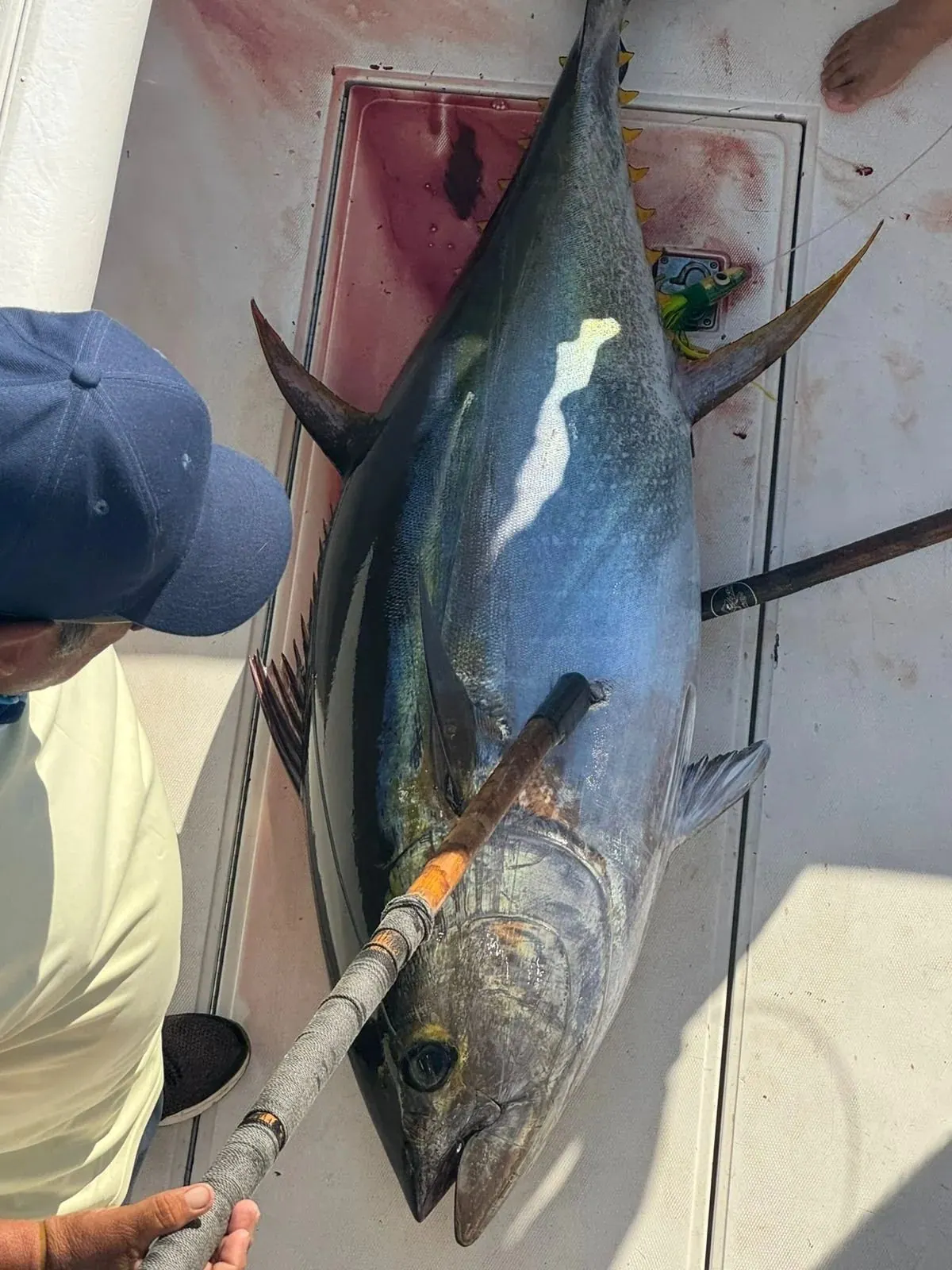 Yellowfin tuna on the deck, November 2025
