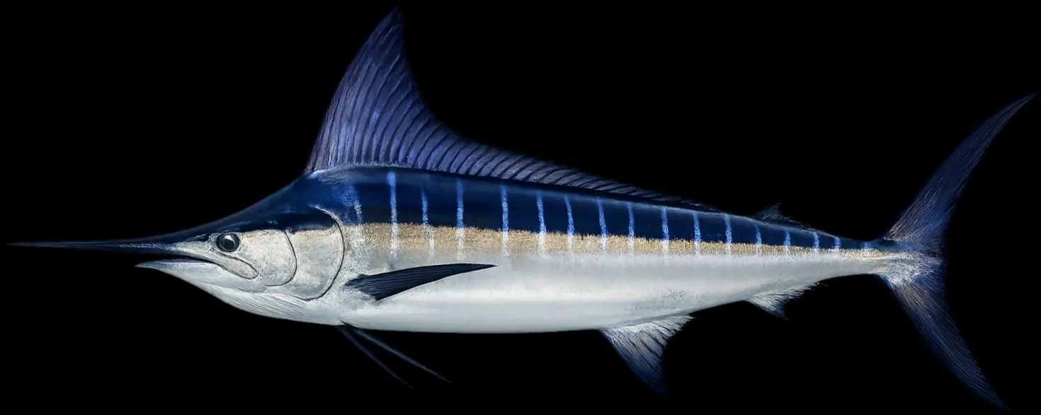 Marlín azul: piel y coloración