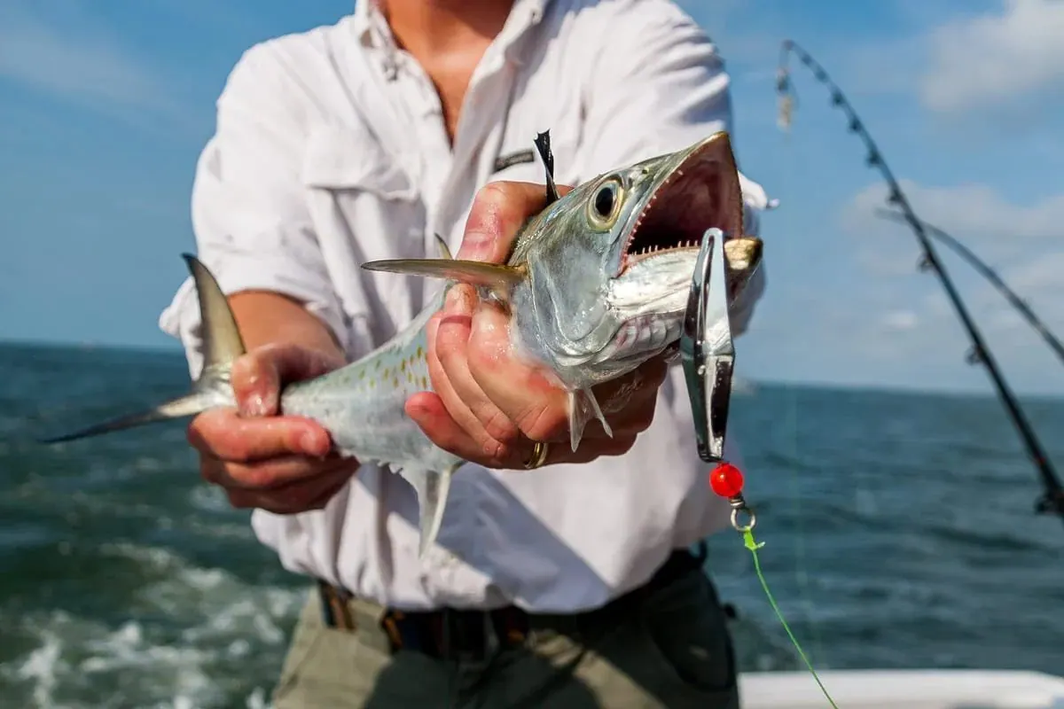 Light tackle, lots of action · Top Anglers guests in Cabo San Lucas