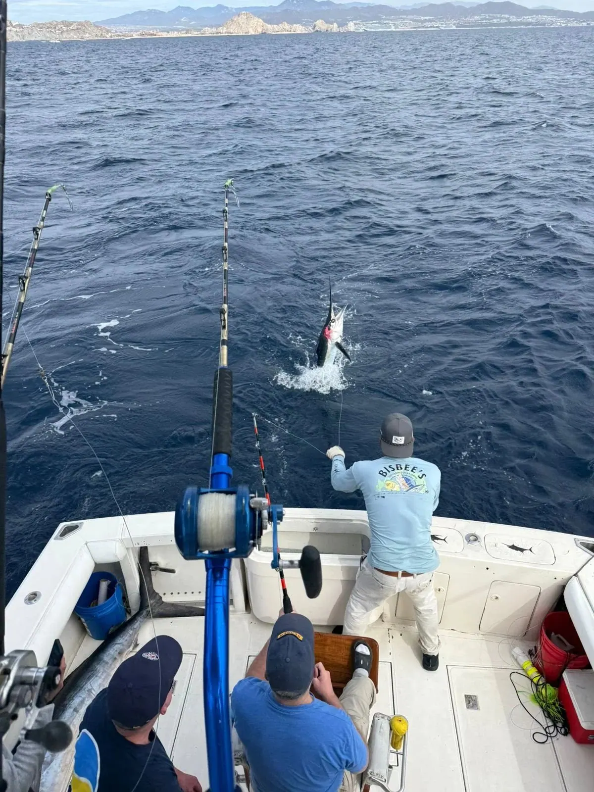 A striped marlin jumps behind the boat, January 2026