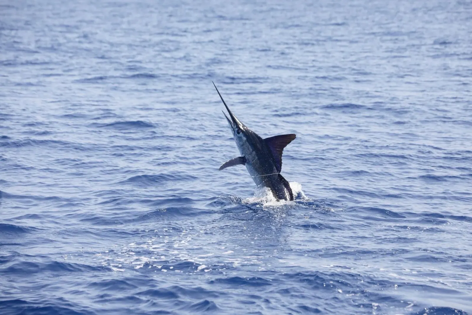 Marlin on the jump · Top Anglers guests in Cabo San Lucas