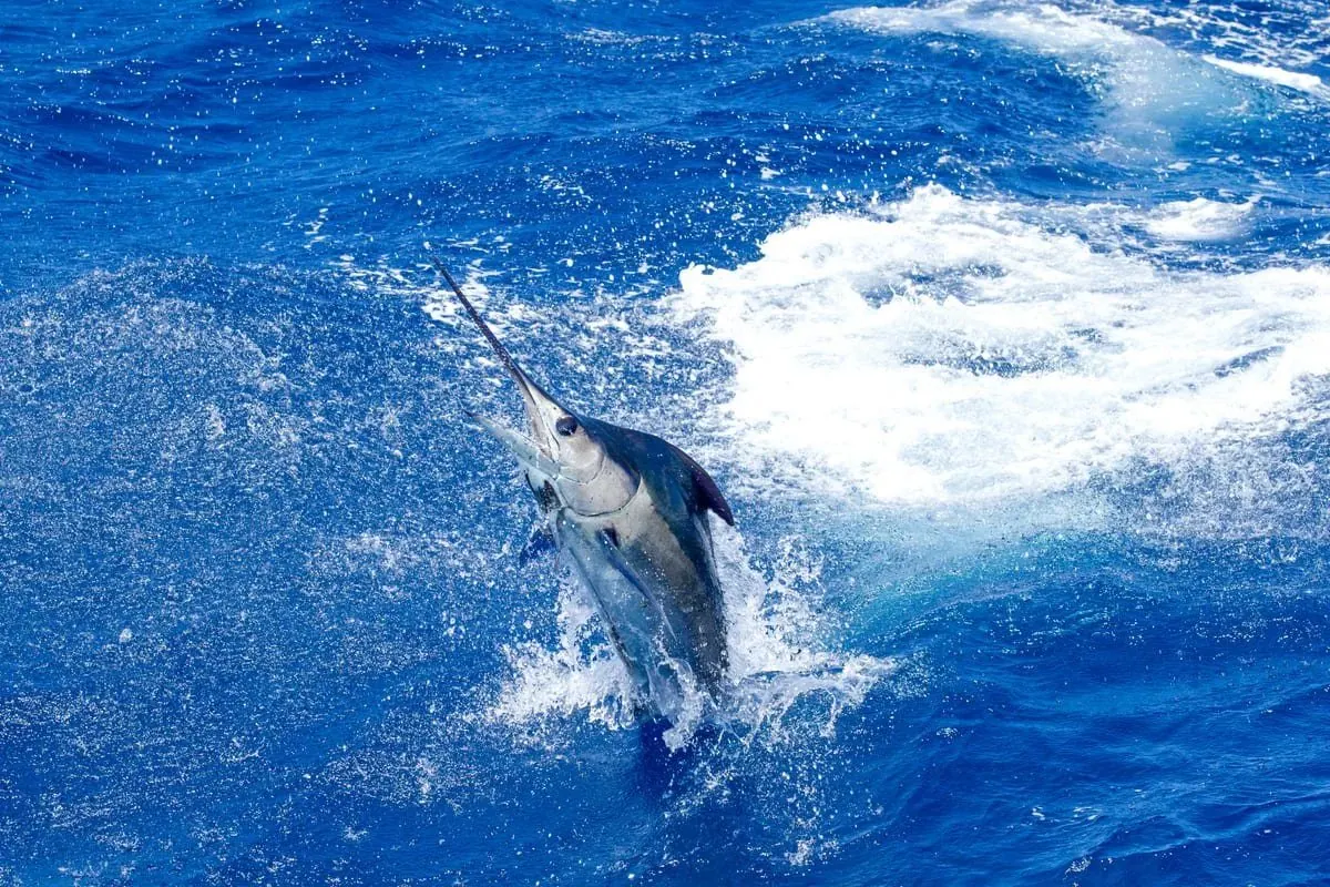Marlin on the jump · Top Anglers guests in Cabo San Lucas