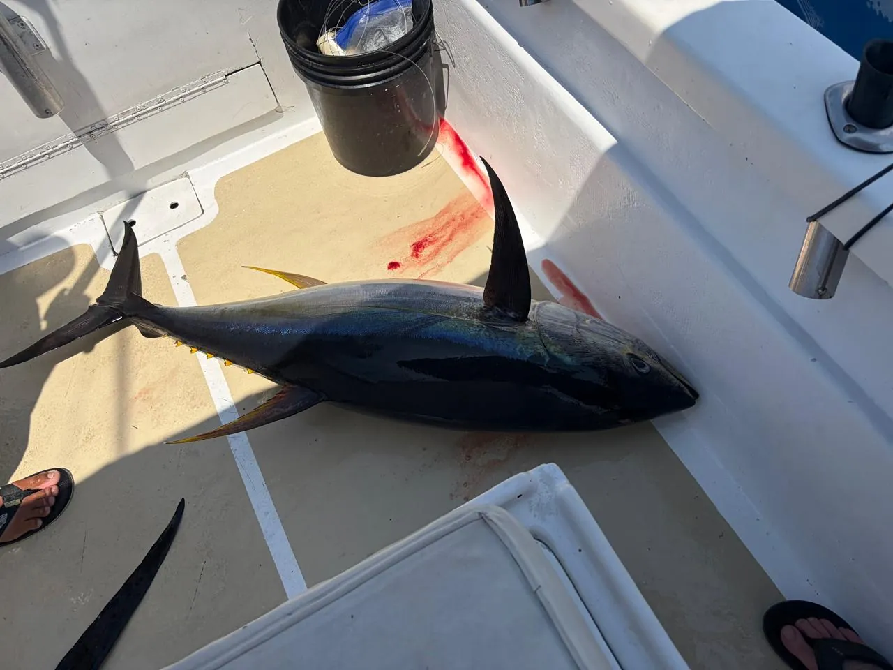 Yellowfin tuna on the deck after the fight, September 2026
